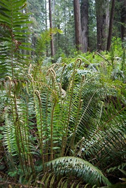 Young sword fern frond unfurl in a plot at Humboldt Redwoods.
