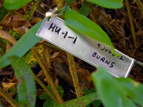 Each sword fern in the Fern Watch study has its own identification tag.