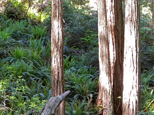 Sword ferns grow abundantly on the forest floor in Humboldt Redwoods.