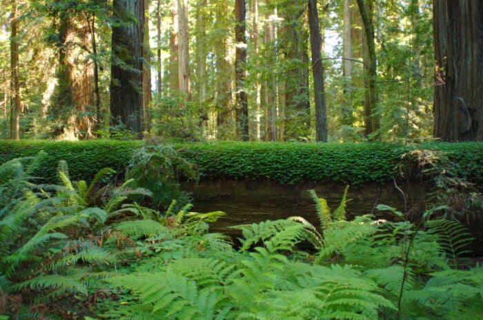 A sorrel-covered log with green ferns in the foreground.