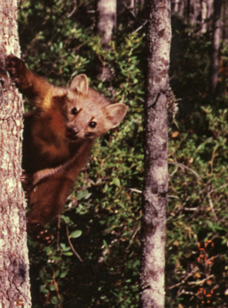 Humboldt Marten