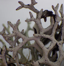 Hypogymnia imshaugii, Big Basin Redwoods State Park. Photo by Rikke Reese Naesborg