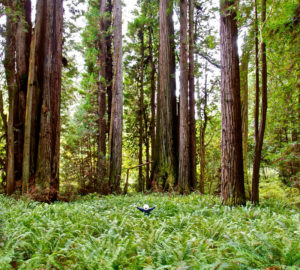 Prairie Creek Redwoods State Park. Photo by Jon Parmentier