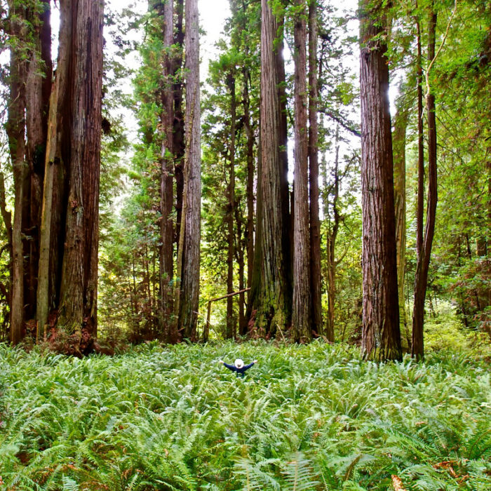 Prairie Creek Redwoods State Park. Photo by Jon Parmentier