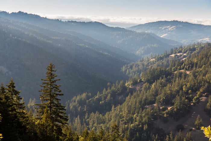 On the expansive Mailliard Ranch, old-growth redwoods and 28 miles of fish-bearing streams will be protected from development, with help from people like you. Photo by John Birchard