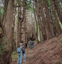 Steps lead to candelabra-shaped redwoods. Photo by Victoria Reeder.