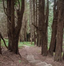 The trail leads through dense mixed-conifer forest.  Photo by Victoria Reeder.