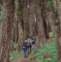 The trail leads through a dense mixed-conifer forest.  Photo by Victoria Reeder.