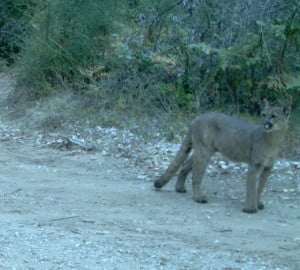 A trail camera captured this beautiful mountain lion as it roamed the CEMEX property.