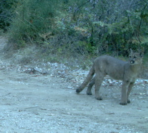 A trail camera captured this beautiful mountain lion as it roamed the CEMEX property.