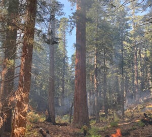 Tahoe National Forest burns piles of fuels in the Placer County Big Trees Grove, November 2023. Photo by USDA Forest Service