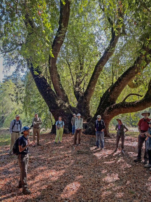 Group of people at a redwood forest