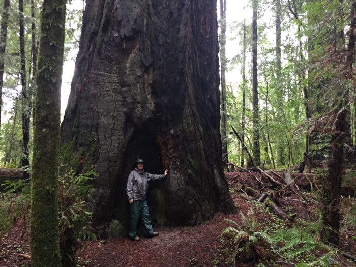 An ancient redwood giant dwarfs a hiker at Hendy Woods.