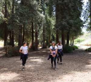 Three women walk through a young coast redwood grove