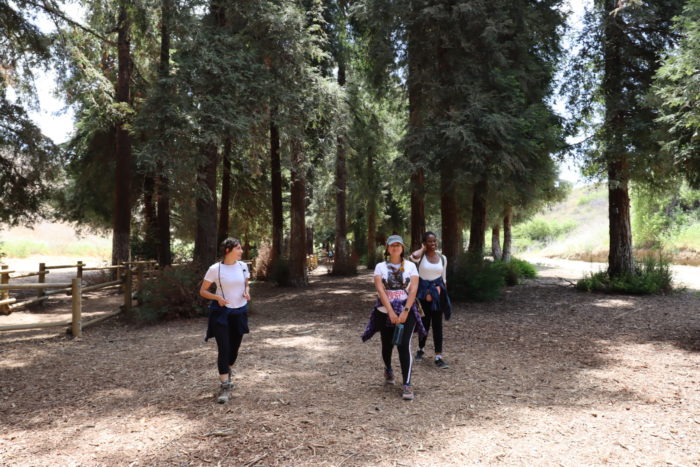 Three women walk through a young coast redwood grove