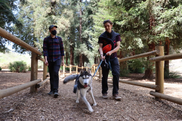 Two men and a husky on a leash walk along a gated path through coast redwoods.