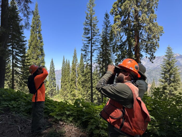 Two apprentices look at the tops of trees through binoculars.