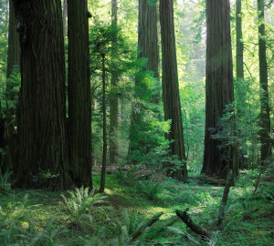 Grizzly Creek Redwoods State Park is stunning and secluded. Photo by David Baselt.