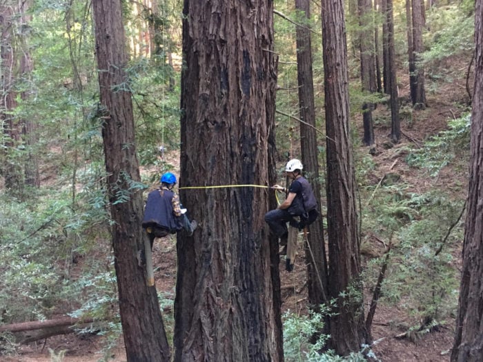 Scientists of the Redwoods and Climate Change Initiative intensively measured five trees in Reinhardt Redwood Regional Park in Oakland, California. Photo by Stephen C. Sillett