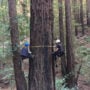 Scientists of the Redwoods and Climate Change Initiative intensively measured five trees in Reinhardt Redwood Regional Park in Oakland, California. They determined that the tallest tree in this previously logged redwood forest is 135 years old and over 200 feet tall, taller than expected. Pictured: Marie Antoine (left) and Jim Campbell-Spickler (right). Photo by Stephen C. Sillett