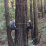 Scientists of the Redwoods and Climate Change Initiative intensively measured five trees in Reinhardt Redwood Regional Park in Oakland, California. They determined that the tallest tree in this previously logged redwood forest is 135 years old and over 200 feet tall, taller than expected. Pictured: Marie Antoine (left) and Jim Campbell-Spickler (right). Photo by Stephen C. Sillett