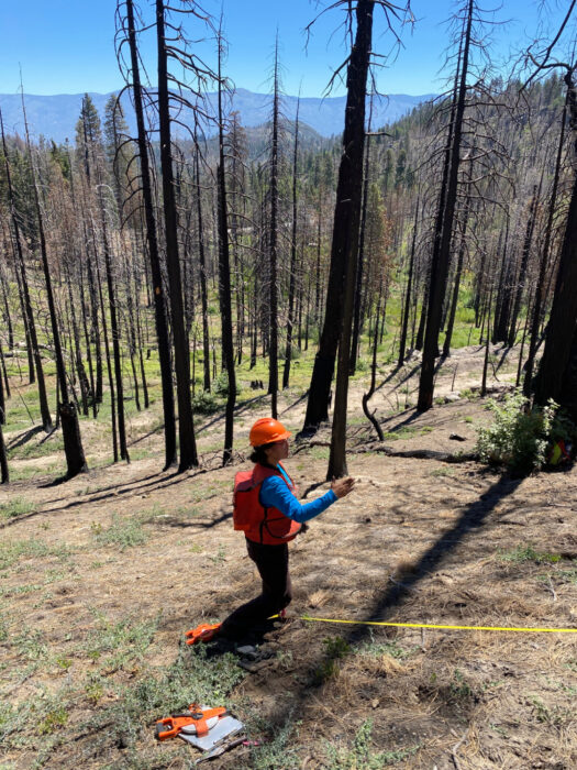 A person in a hard hat stands in a burned forest. Measurement tools are on the ground.