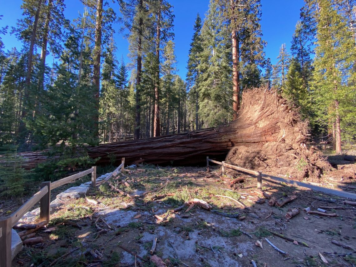 fallen sequoia