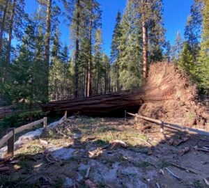 Giant sequoia felled by strong winds in Mariposa Grove