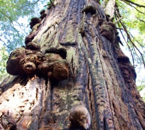 Burls protrude from a coast redwood