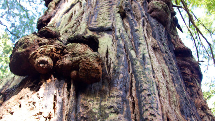 redwoods burl