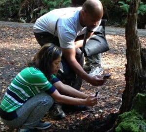 Participants use our Redwood Watch app to document redwood species at Muir Woods.