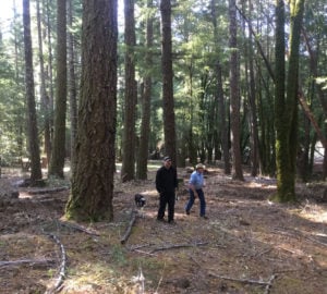 We’re reducing the threat of severe wildfire by managing vegetation buildups in this Humboldt County forest.