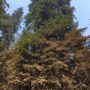 Some of the tree foliage burned while others were undamaged. © California State Parks, all rights reserved (2020)