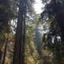 Trees that survived the fire. © California State Parks, all rights reserved (2020)