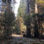 Downed trees and debris throughout the park. © California State Parks, all rights reserved (2020)