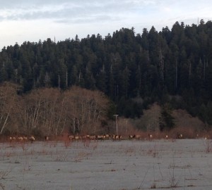 Roosevelt elk pound the pavement at in the Prairie Creek Corridor, the site where the League will restore their meadow habitat.