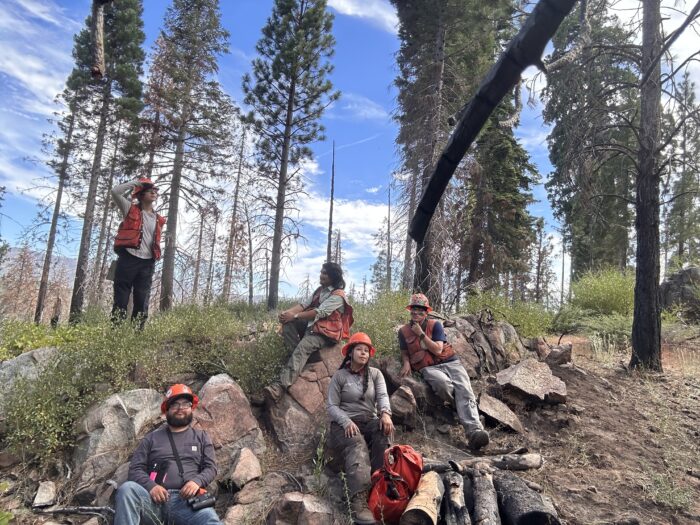 A group of forestry apprentices rest beneath tall pine trees.