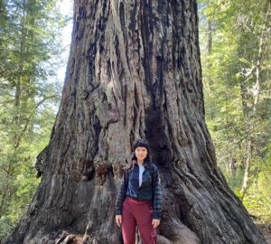 A woman stands at the base of a large coast redwood tree