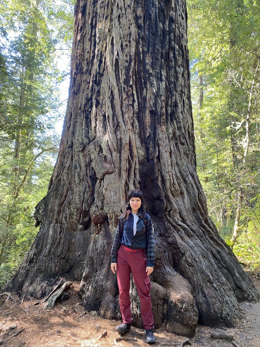 A woman stands at the base of a large coast redwood tree