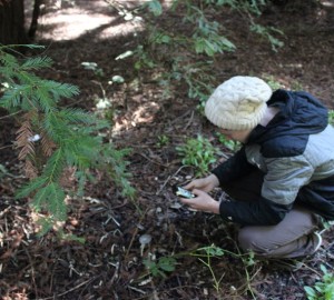 Marin high school students use their cell phones to participate in Redwood Watch, our citizen science program.