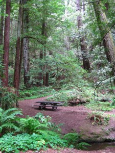 This lovely picnic spot in Butano State Park beckons.