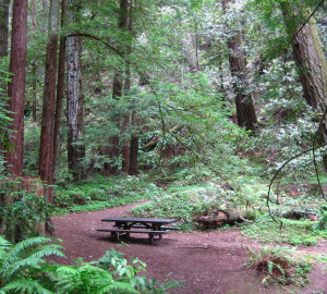 This lovely picnic spot in Butano State Park beckons.