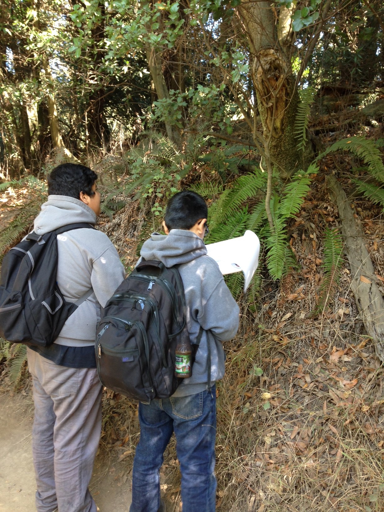 Save the Redwoods League Junior High Phenology Program