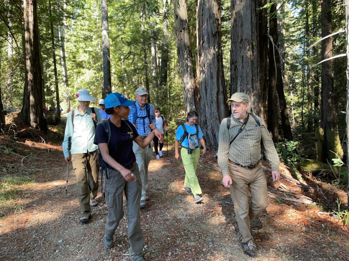 A group of hikers walks along a redwood-lined path.