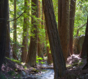 Julia Pfeiffer Burns State Park. Photo: David Baselt, redwoodhikes.com.