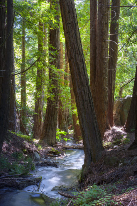 Julia Pfeiffer Burns State Park. Photo: David Baselt, redwoodhikes.com.