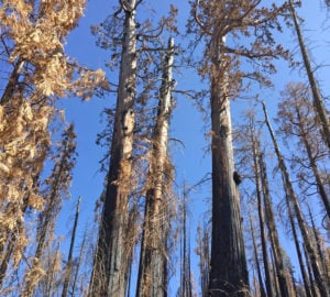 Charred giant sequoia were killed in the 2017 Pier Fire