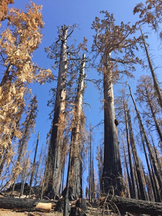Charred giant sequoia were killed in the 2017 Pier Fire