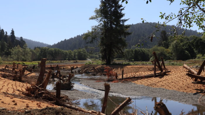 Prairie Creek restoration