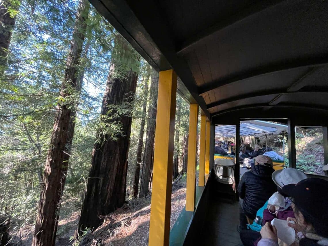 A view of passengers on an open-air train as it rolls through a redwood forest.